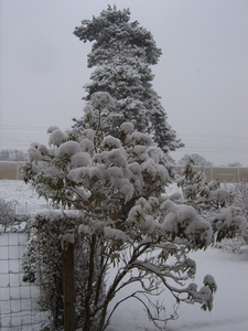 2 bomen met een pakje aan