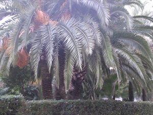 mallorca 2009 015