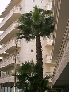 mallorca 2009 091