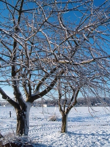 sneeuwlandschap 003