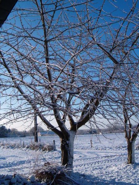 sneeuwlandschap 002