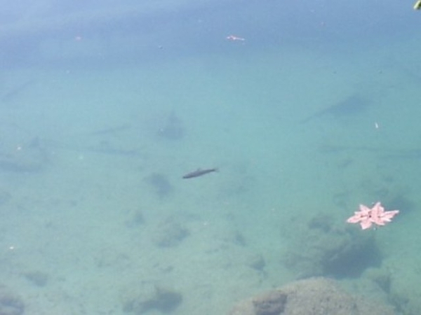 Meer van Fusine (10)