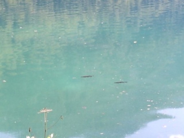 Meer van Fusine (14)