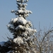 kerstboom die vanachter in onze tuin staat