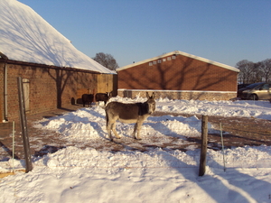 Kerststallentocht 2009 074