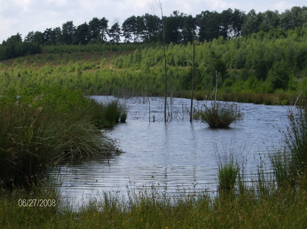 wilde paarden kikbeek 003