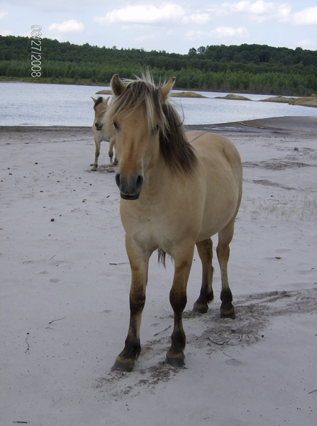 wilde paarden kikbeek 115