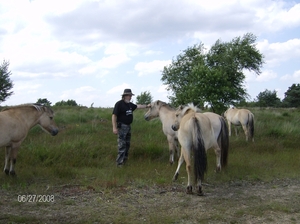 wilde paarden kikbeek 021