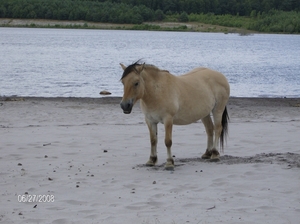 wilde paarden kikbeek 129