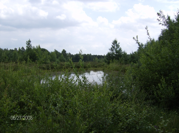 wilde paarden kikbeek 159