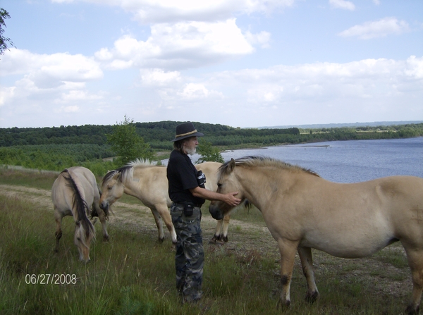 wilde paarden kikbeek 203