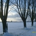 bomen in de sneeuw