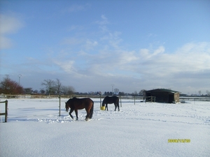 paardjes in de sneeuw