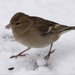 vink (2)