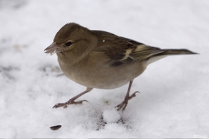 vink (2)