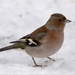 Vink (3)