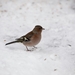 Vink (4)