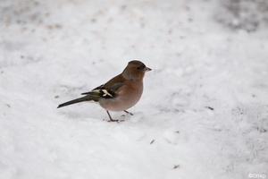 Vink (4)