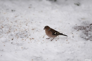 Vink (6)