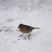 Vink (7)