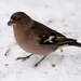 vink 3