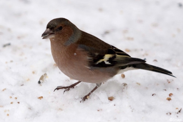 vink 3