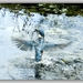 ijsvogel
