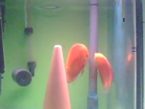 Pic-20091220-001