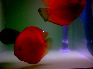 Pic-20091005-003