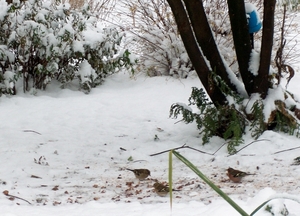 Sneeuw in tuin 2 Decemb.2010