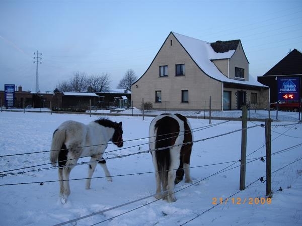 PAARDJES IN DE WEI