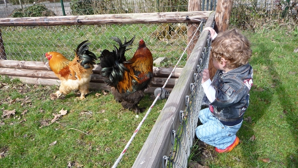 Kinderboerderij H.I.Ambacht