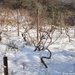 2009_12_19 Romedenne 018 vignes