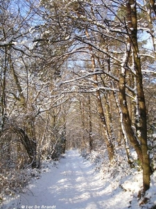 2009_12_19 Romedenne 020  Bois de Marmont