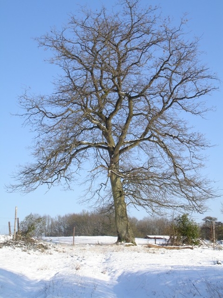 Ardennen wandeling Adeps Romedenne