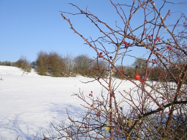 Ardennen wandeling Adeps Romedenne