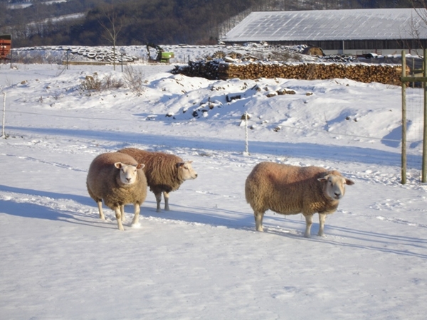 2009_12_19 Romedenne 117 Soulme moutons