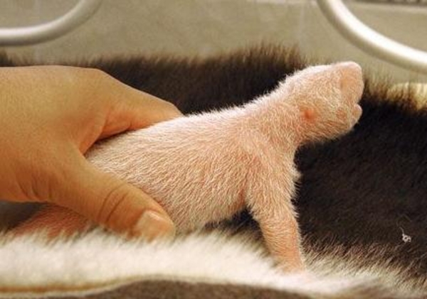 Panda beertje- er kom al wat haar