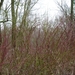 P1040967