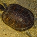 P1050439