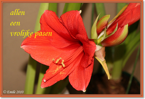 sizedbloemen 005 copy