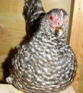 koekoek8