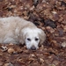 tessa- herfst