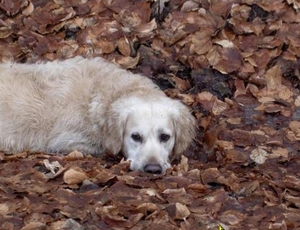 tessa- herfst