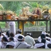 Ceremonie in Carangsari
