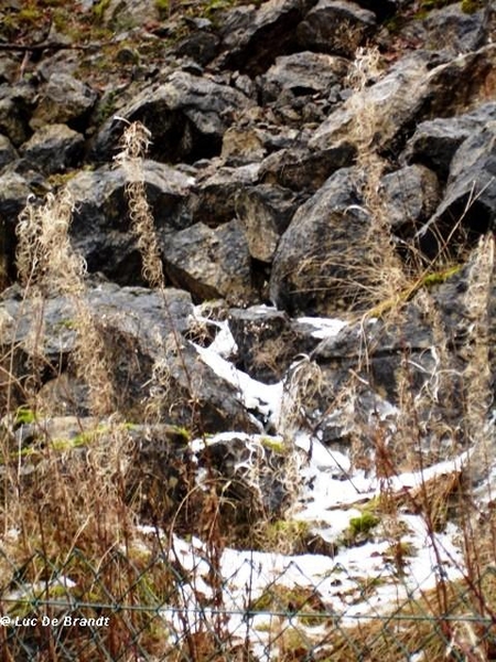 Ardennen wandeling Adeps Romedenne