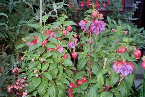 imm007_8A