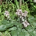 HOSTA-HUNDULATA ALBOMARG