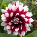 DSCN0315