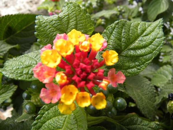 DSCN0429